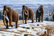 Bước tiến mới kinh ngạc trong việc hồi sinh voi ma mút 