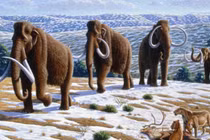 Bước tiến mới kinh ngạc trong việc hồi sinh voi ma mút 