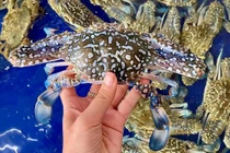 Tôm sú cụ siêu to khổng lồ có giá đắt hơn tôm hùm được lùng mua