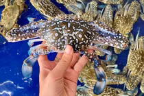 Tôm sú cụ siêu to khổng lồ có giá đắt hơn tôm hùm được lùng mua