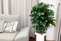 Cách trồng và những lợi ích bất ngờ của cây hạnh phúc 