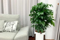 Cách trồng và những lợi ích bất ngờ của cây hạnh phúc 