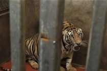 Bên trong hầm nuôi 17 con hổ ở Nghệ An