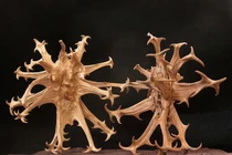 Điều trị bệnh gout, xương khớp từ cây móng quỷ 