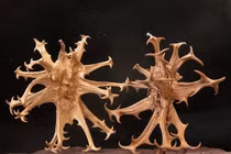 Điều trị bệnh gout, xương khớp từ cây móng quỷ 