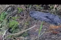 Trăn Miến Điện đại chiến cá sấu “khủng” dưới nước