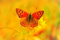 Vạn tuế nở hoa: 3 con giáp giàu lên bất ngờ từ giữa tháng 7/2023 