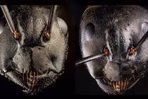 Bộ ảnh macro biến những con kiến bé nhỏ thành quái vật 