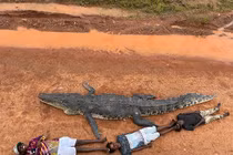 Cá sấu dài 4,5 mét bị giết vì có thể nuốt trẻ em 