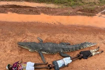Cá sấu dài 4,5 mét bị giết vì có thể nuốt trẻ em 