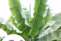 Cây lạ trước mọc hoang nay giúp “đẻ tiền”