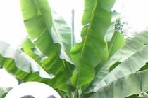 Cây lạ trước mọc hoang nay giúp “đẻ tiền”