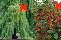 Trồng 5 cây này trước nhà hút âm khí, tài lộc khánh kiệt 