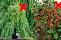 Trồng 5 cây này trước nhà hút âm khí, tài lộc khánh kiệt 