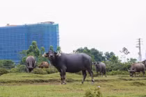 Hà Tĩnh: Mục sở thị dự án gần 2000 tỷ đìu hiu, thành nơi thả trâu bò