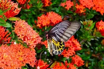 Sinh vào 5 ngày Âm lịch này, đào hoa “vạn dặm”, hấp dẫn 