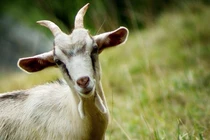 4 tuổi giàu có nhất trong tháng 2 Âm, tiền vào như nước