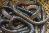 Cận cảnh trang trại nuôi loài “rợn người” kiếm bạc triệu