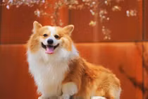 3 tuổi này phát tài nhanh chóng, tiêu tiền thả ga trong 7 ngày tới