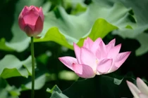 Những người có ngày sinh âm lịch này là người đáng ghen tị nhất