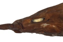 Phát hiện loài cá mập ‘quỷ’ đẻ trứng với đôi mắt trắng sáng 