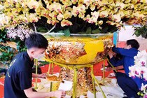 Hà Nội: Chậu lan hồ điệp ở chợ hoa Tết có gì đặc biệt mà giá hơn 1 tỷ?