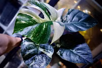 Cây kiểng đột biến tiền tỷ: Chuyên gia cảnh báo lan var “phiên bản” mới