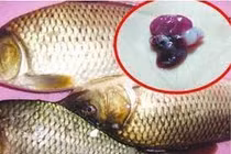 5 bộ phận của con cá dễ chứa đầy độc tố, kí sinh trùng