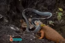 Cự đà đụng độ với con rắn khủng: Cuộc chiến nảy lửa sẽ có kết cục ra sao?