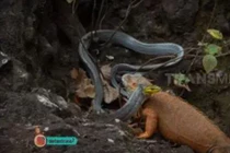 Cự đà đụng độ với con rắn khủng: Cuộc chiến nảy lửa sẽ có kết cục ra sao?