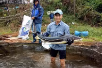 Nuôi thứ cá nhìn như tàu ngầm, "vắt" lấy trứng bán đắt như vàng 