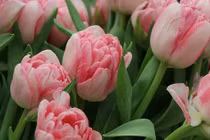 Cuối tháng 6, 3 con giáp cưỡi rồng đạp mây, no nê tiền của