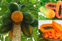  3 mẹo mua đu đủ cái của dân trồng