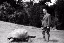 Rùa 190 tuổi trở thành động vật sống lâu đời nhất thế giới