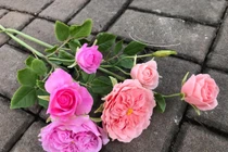 Làm hoa hồng bất tử rồi bán giá tới vài triệu đồng/sản phẩm