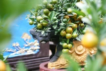 Độc đáo “trâu cõng quất” xuống phố Hà Nội đón Tết 