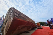 Ngỡ ngàng khúc gỗ sần sùi dài 5m nhưng có giá... 10 tỷ đồng