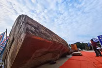 Ngỡ ngàng khúc gỗ sần sùi dài 5m nhưng có giá... 10 tỷ đồng