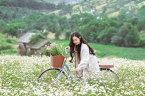 Cúc họa mi bất ngờ nở rộ trước 1 tháng, giới trẻ kéo nhau 'check-in' 