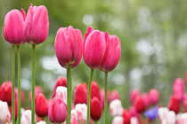 Tuần mới từ 18/7, 3 con giáp vận đỏ như son, kinh doanh đắc lộc