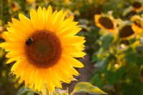 Sinh ngày Âm lịch này đón vận may, việc khó có quý nhân đỡ 