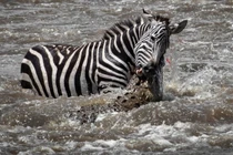 Ngựa vằn thoát nanh vuốt của đàn cá sấu