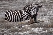 Ngựa vằn thoát nanh vuốt của đàn cá sấu