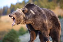 Video: Chú bé thoát nạn thần kỳ khi đối diện với gấu hoang 