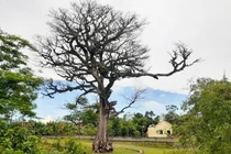 Hình ảnh cây trôi cổ thụ hơn 300 tuổi ở Nghệ An chết khô sau khi tôn tạo