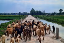 Hà Nội: Dự án công trình giao thông nội đồng dài 2,1km ở Thanh Trì giờ ra sao?