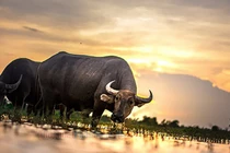 Cưới vợ thuộc 5 con giáp này, đàn ông sẽ hạnh phúc