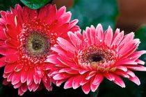 Cuối tháng 3 Âm lịch, 3 con giáp vận khí tăng cao, tiền đếm mỏi tay