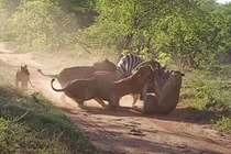 Bầy sư tử hành hạ ngựa vằn để dạy con cách săn mồi 