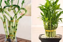 4 loại cây cứ trồng trong nhà là tiền tài ùn ùn kéo đến